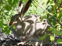 White-tailed Jack Rabbit