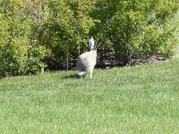 White-tailed Jack Rabbit