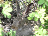 White-tailed Jack Rabbit