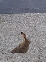 White-tailed Jack Rabbit