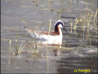 Wilson's Phalarope