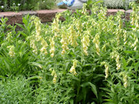 Yellow Foxglove