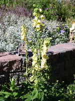 Yellow Foxglove