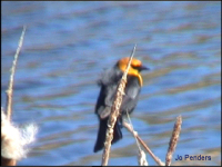 Yellow-headed Blackbird