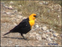 Yellow-headed Blackbird