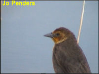 Yellow-headed Blackbird