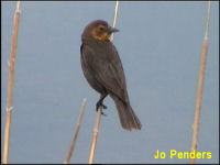 Yellow-headed Blackbird