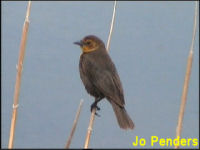 Yellow-headed Blackbird