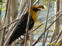 Yellow-headed Blackbird