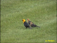 Yellow-headed Blackbird