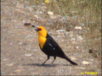 Yellow-headed Blackbird