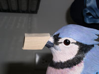 blue jay