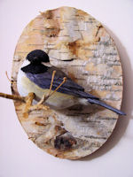 Chickadee